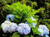 Liście, Lato, Hortensja, Niebieska, Ogród