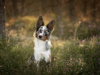 Drzewa, Pies, Border collie, Wrzos