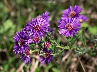 Aster marcinek, Kwiaty, Fioletowe