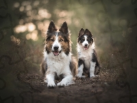 Border collie, Dwa, Psy, Szczeniak