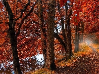 Jesień, Liście, Drzewa, Las, Ścieżka