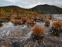 Góry Kołymskie, Rosja, Kołyma, Jezioro Anemone, Trawy, Jesień, Kępy, Obwód magadański