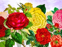 Kolorowe, Grafika, Kwiaty, Róże