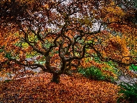 Drzewo, Park, Jesień, Klon japoński