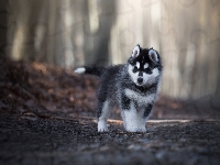 Las, Siberian husky, Szczeniak, Droga