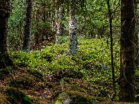 Omszałe, Las, Drzewa, Kamienie