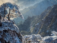 Prowincja Anhui, Mgła, Drzewa, Góry Huang Shan, Oszronione, Chiny, Zima, Sosny