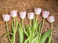 Tulipany, Różowe, Drewno