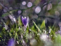 Rośliny, Kwiat, Krokus, Bokeh