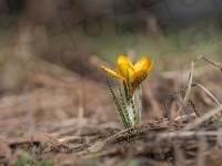 Krokus, Żółty, Rozmyte tło