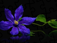Niebieski, Kwiat, Powojnik, Ciemne tło