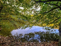 Drzewa, Jezioro, Gałęzie