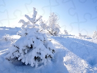 Drzewa, Wschód słońca, Zima, Ośnieżone, Śnieg