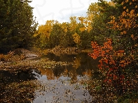Jezioro, Jesień, Las, Drzewa