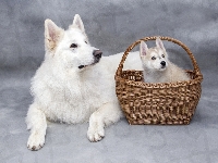 Siberian husky, Biały owczarek szwajcarski, Koszyk, Pies, Szczeniak, Wiklinowy