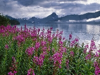 Alaska, Kwiaty, Góry, Polne, Stany Zjednoczone, Fiord Kenai, Wierzbówka kiprzyca
