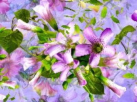 Kwiaty, Drobne, Różowo-fioletowe, Grafika