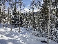 Drzewa, Las, Zima, Śnieg, Świerki