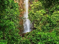 Hawaje, Park Narodowy Haleakala, Roślinność, Wodospad Waimoku Falls, Wyspa Maui, Drzewa