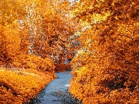 Jesień, Żółte, Drzewa, Ścieżka