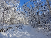 Las, Śnieg, Zima, Drzewa, Droga