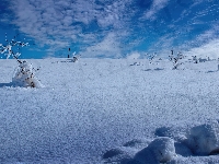 Krzewy, Zima, Śnieg, Chmury