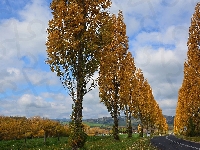 Drzewa, Szpaler, Droga, Jesień, Topole