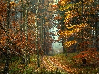 Liście, Drzewa, Mgła, Las, Ścieżka, Jesień