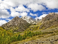 Hrabstwo Mono, Drzewa, Stany Zjednoczone, Góry Sierra Nevada, Miejsce McGee Creek, Stan Kalifornia