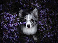 Kwiaty, Pies, Border collie, Astry marcinki