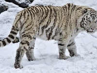 Zima, Biały, Tygrys, Śnieg