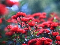 Róże, Czerwone, Kwiaty