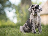 Catahoula leopard dog, Trawa, Pies, Szczeniak, Łatki