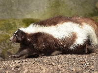 Skunks, Skały