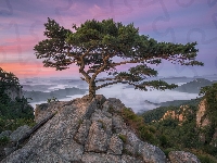 Wschód Słońca, Góry, Korea Południowa, Sosny, Park prowincjonalny Daedunsan, Drzewa, Prowincja Jeolla Północna