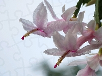 Szlumbergera, Kwiat, Grudnik, Kaktus Szlumbergera