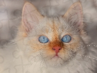 Mordka, Oczy, Biały, Kot, Niebieskie