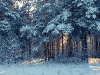 Las, Zima, Ośnieżone, Drzewa, Przebijające światło