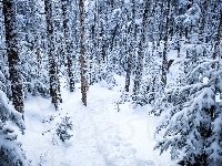 Zima, Las, Drzewa, Ścieżka