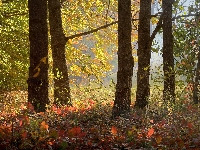 Liście, Las, Drzewa, Jesień, Kolorowe, Pnie
