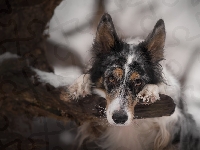 Drzewo, Border collie, Gałąź