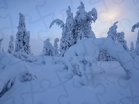 Rezerwat Valtavaara, Śnieg, Finlandia, Zima, Drzewa, Laponia