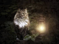 Lampa naftowa, Kot, Liście