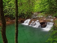 Rzeka New River, Stany Zjednoczone, Zachodnia Wirginia, Las