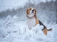 Zima, Rośliny, Pies, Beagle, Ośnieżone