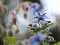 Niebieski, Ogórecznik, Kwiatek
