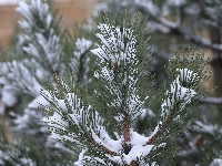 Śnieg, Sosna, Gałązki