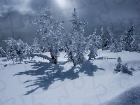 Ośnieżone, Krzewy, Zima, Śnieg, Drzewa
