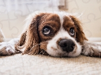 Szczeniak, Pies, Cavalier king charles spaniel