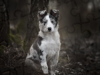 Szczeniak, Pies, Border collie, Drzewa